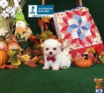 maltese puppy posted by little paws kennel